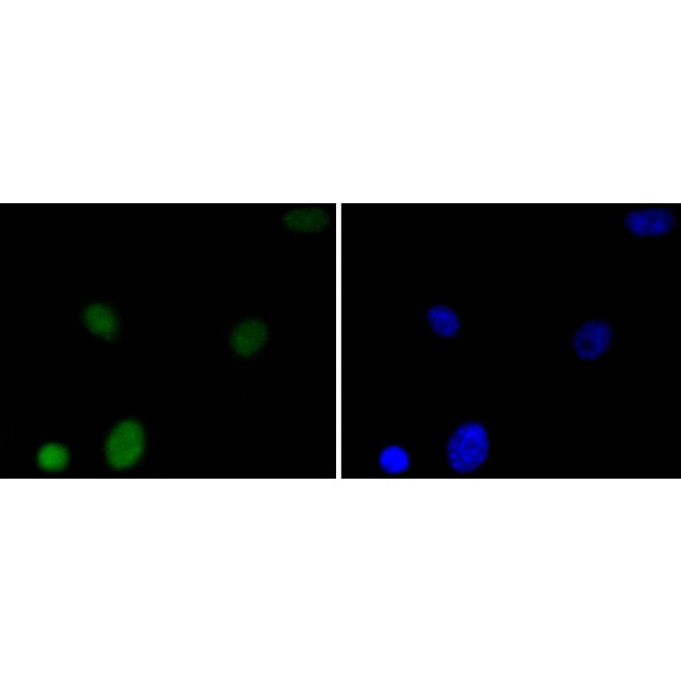 Immunofluorescence - Anti-HMGB1 Antibody (A10889) - Antibodies.com