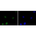 Immunofluorescence - Anti-HMGB1 Antibody (A10889) - Antibodies.com