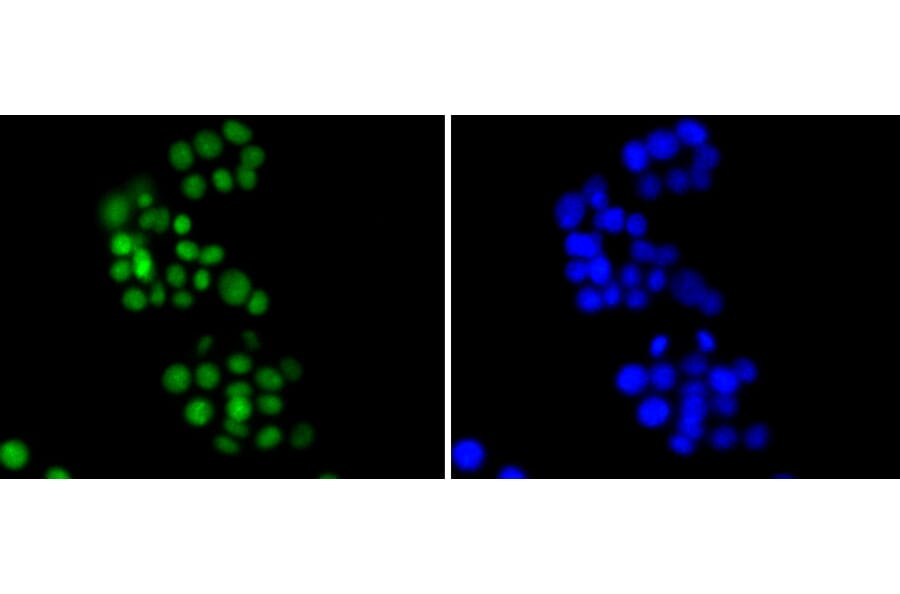 Immunofluorescence - Anti-HMGB1 Antibody (A10889) - Antibodies.com