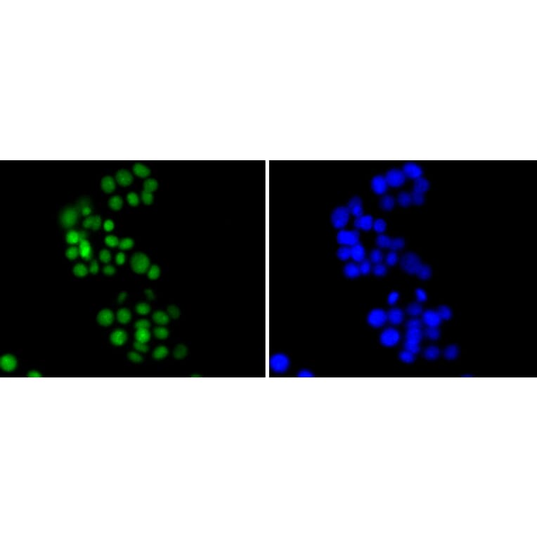 Immunofluorescence - Anti-HMGB1 Antibody (A10889) - Antibodies.com
