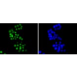 Immunofluorescence - Anti-HMGB1 Antibody (A10889) - Antibodies.com