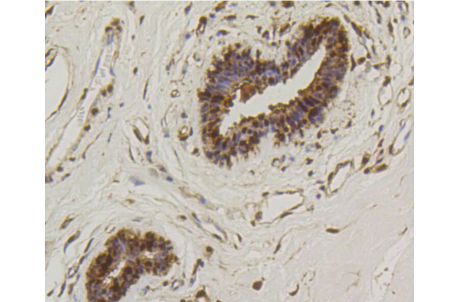 Immunohistochemistry - Anti-Hsp70 Antibody (A10897) - Antibodies.com