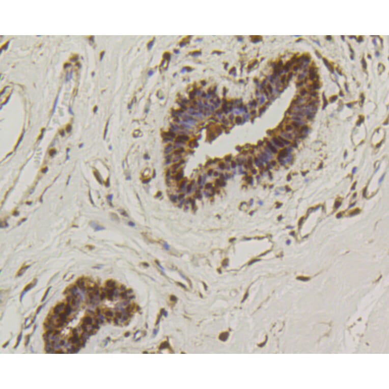 Immunohistochemistry - Anti-Hsp70 Antibody (A10897) - Antibodies.com