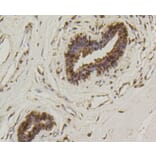 Immunohistochemistry - Anti-Hsp70 Antibody (A10897) - Antibodies.com