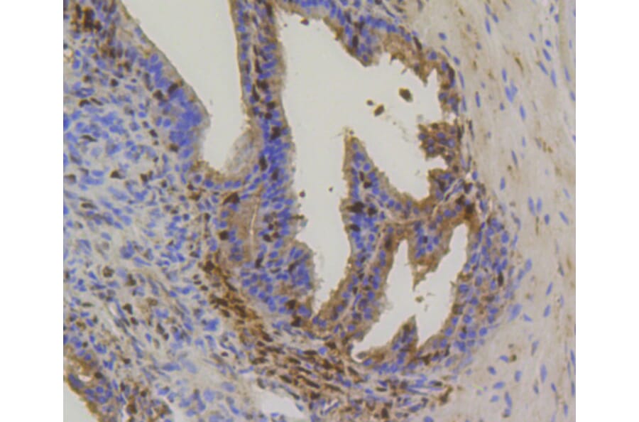 Immunohistochemistry - Anti-Hsp70 Antibody (A10897) - Antibodies.com