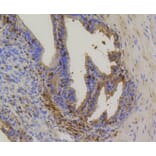 Immunohistochemistry - Anti-Hsp70 Antibody (A10897) - Antibodies.com