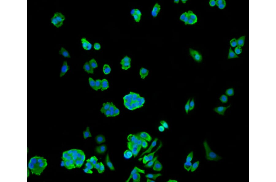 Immunofluorescence - Anti-Hsp70 Antibody (A10897) - Antibodies.com