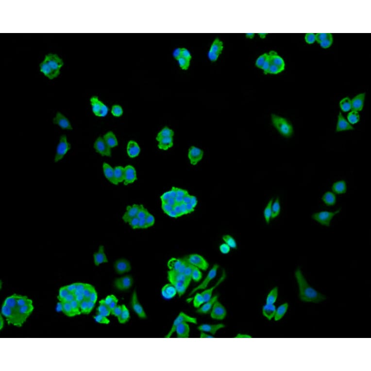 Immunofluorescence - Anti-Hsp70 Antibody (A10897) - Antibodies.com