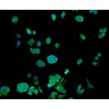 Immunofluorescence - Anti-Hsp70 Antibody (A10897) - Antibodies.com