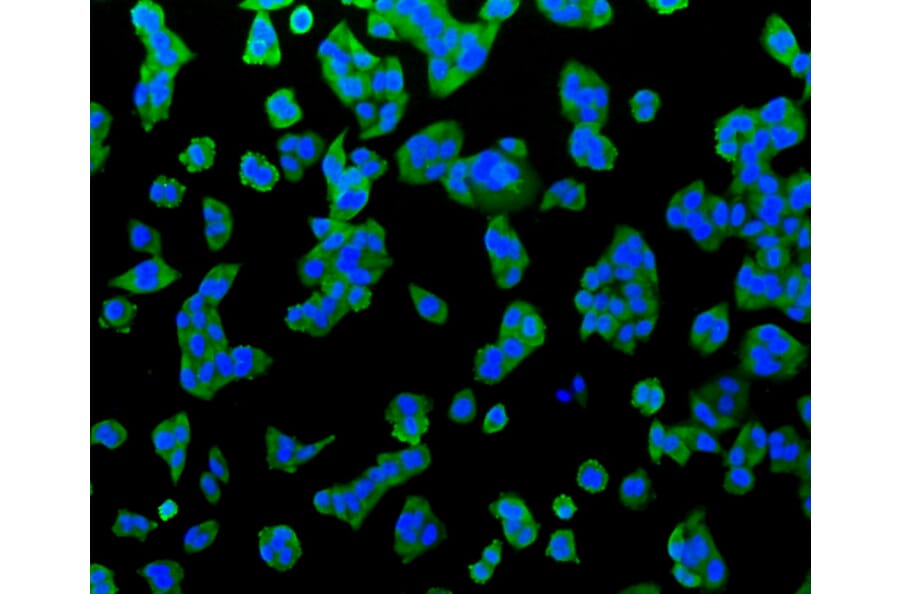 Immunofluorescence - Anti-Hsp70 Antibody (A10897) - Antibodies.com