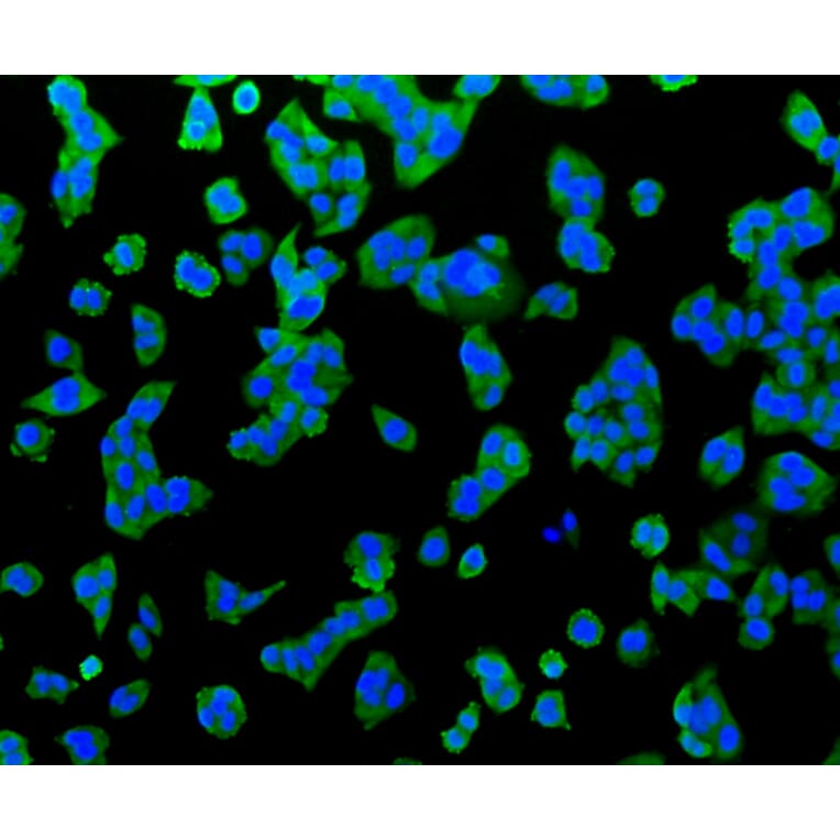 Immunofluorescence - Anti-Hsp70 Antibody (A10897) - Antibodies.com