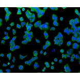 Immunofluorescence - Anti-Hsp70 Antibody (A10897) - Antibodies.com
