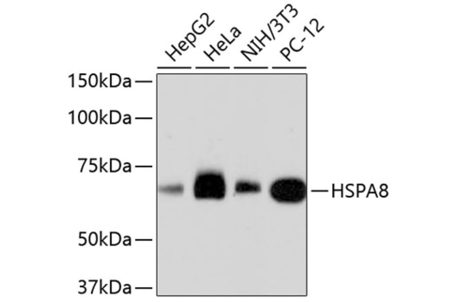 Western Blot - Anti-HSPA8 Antibody (A10898) - Antibodies.com
