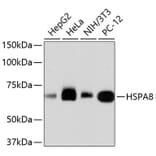 Western Blot - Anti-HSPA8 Antibody (A10898) - Antibodies.com