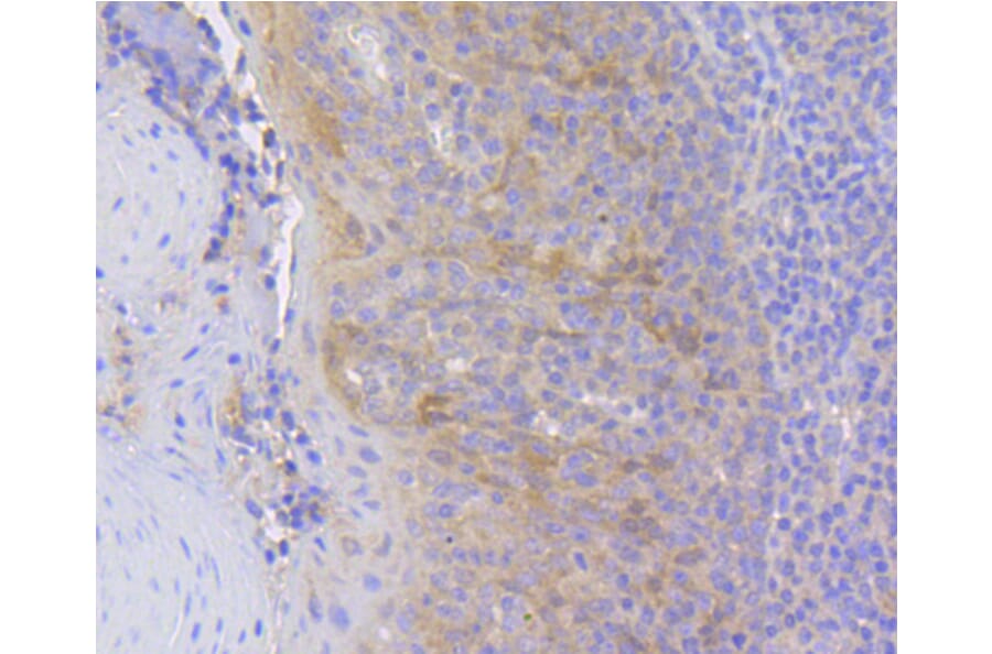 Immunohistochemistry - Anti-HSPA8 Antibody (A10898) - Antibodies.com