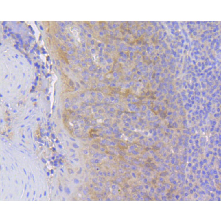 Immunohistochemistry - Anti-HSPA8 Antibody (A10898) - Antibodies.com