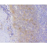 Immunohistochemistry - Anti-HSPA8 Antibody (A10898) - Antibodies.com