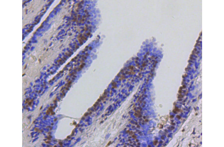 Immunohistochemistry - Anti-HSPA8 Antibody (A10898) - Antibodies.com