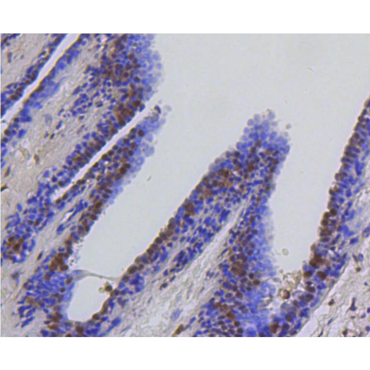 Immunohistochemistry - Anti-HSPA8 Antibody (A10898) - Antibodies.com