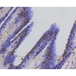 Immunohistochemistry - Anti-HSPA8 Antibody (A10898) - Antibodies.com