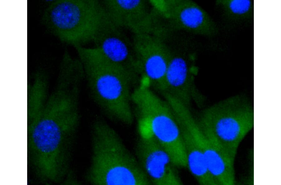 Immunofluorescence - Anti-HSPA8 Antibody (A10898) - Antibodies.com