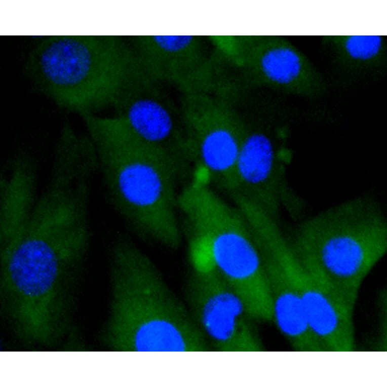 Immunofluorescence - Anti-HSPA8 Antibody (A10898) - Antibodies.com