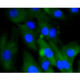 Immunofluorescence - Anti-HSPA8 Antibody (A10898) - Antibodies.com