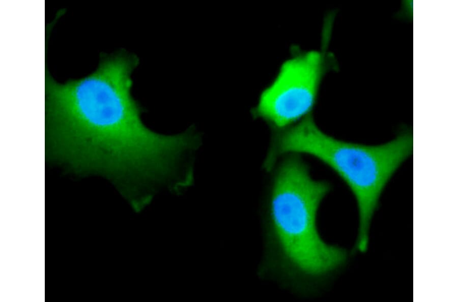 Immunofluorescence - Anti-HSPA8 Antibody (A10898) - Antibodies.com