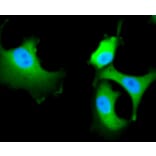 Immunofluorescence - Anti-HSPA8 Antibody (A10898) - Antibodies.com