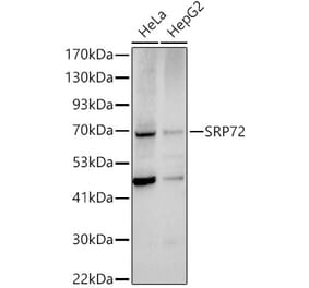 Western Blot - Anti-SRP72 Antibody (A13127) - Antibodies.com