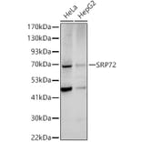 Western Blot - Anti-SRP72 Antibody (A13127) - Antibodies.com