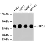 Western Blot - Anti-HSPD1 Antibody (A10906) - Antibodies.com