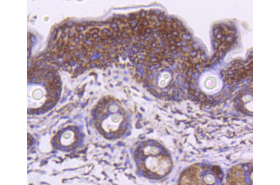 Immunohistochemistry - Anti-HSPD1 Antibody (A10906) - Antibodies.com