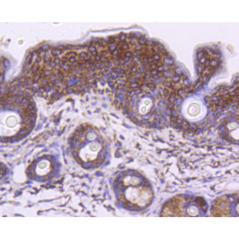 Immunohistochemistry - Anti-HSPD1 Antibody (A10906) - Antibodies.com