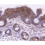 Immunohistochemistry - Anti-HSPD1 Antibody (A10906) - Antibodies.com