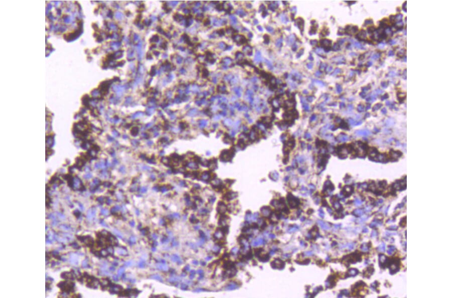 Immunohistochemistry - Anti-HSPD1 Antibody (A10906) - Antibodies.com