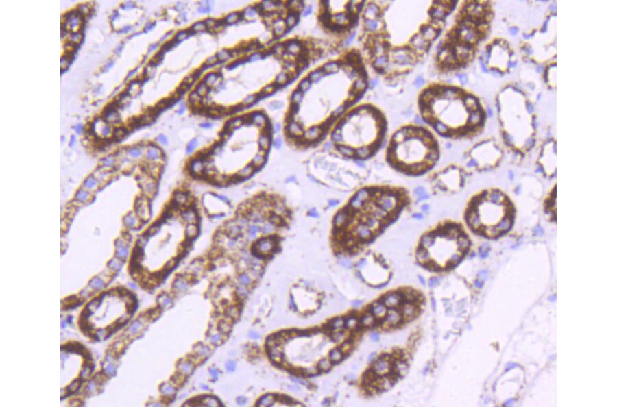 Immunohistochemistry - Anti-HSPD1 Antibody (A10906) - Antibodies.com