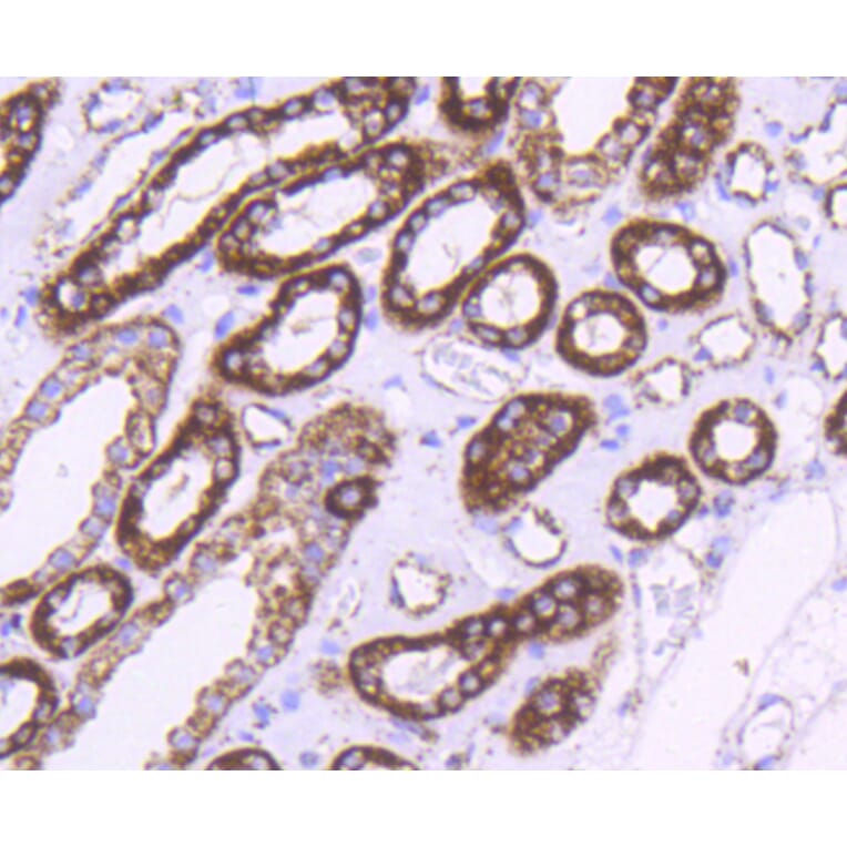 Immunohistochemistry - Anti-HSPD1 Antibody (A10906) - Antibodies.com