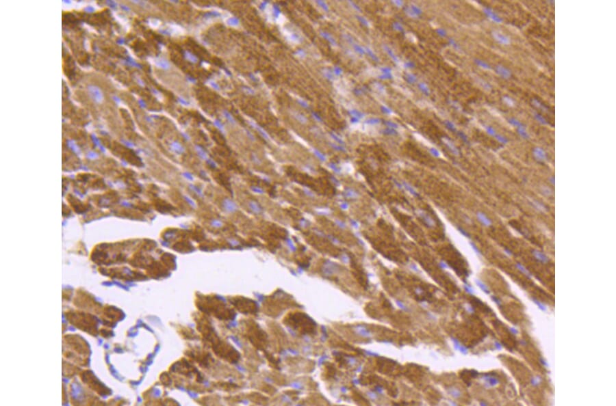 Immunohistochemistry - Anti-HSPD1 Antibody (A10906) - Antibodies.com