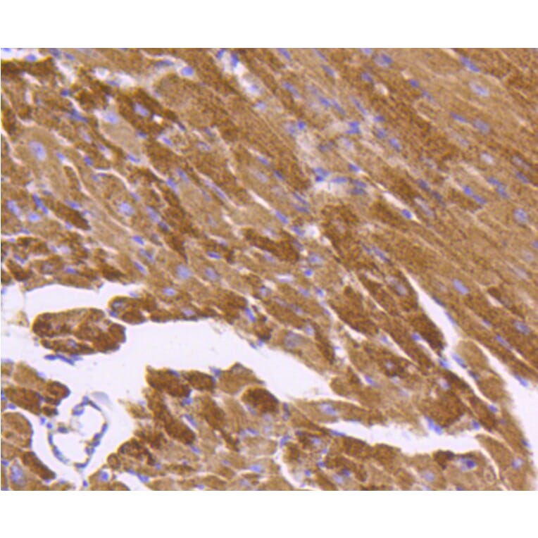 Immunohistochemistry - Anti-HSPD1 Antibody (A10906) - Antibodies.com