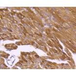 Immunohistochemistry - Anti-HSPD1 Antibody (A10906) - Antibodies.com