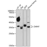 Western Blot - Anti-ZWINT Antibody (A10914) - Antibodies.com