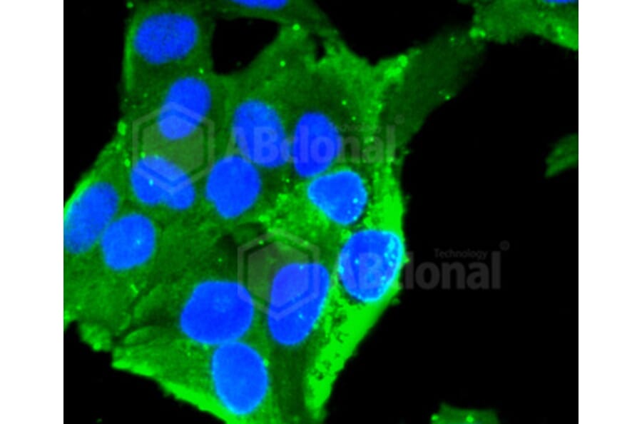 Immunofluorescence - Anti-IGF2R Antibody (A10916) - Antibodies.com