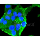 Immunofluorescence - Anti-IGF2R Antibody (A10916) - Antibodies.com