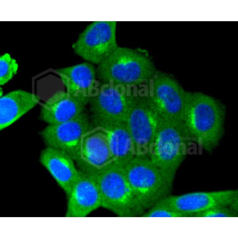 Immunofluorescence - Anti-IGF2R Antibody (A10916) - Antibodies.com