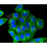 Immunofluorescence - Anti-IGF2R Antibody (A10916) - Antibodies.com
