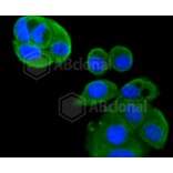 Immunofluorescence - Anti-IGF2R Antibody (A10916) - Antibodies.com