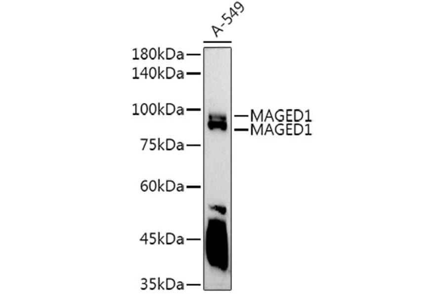 Western Blot - Anti-MAGED1/NRAGE Antibody (A13138) - Antibodies.com