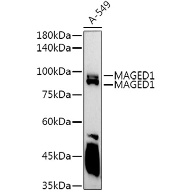 Western Blot - Anti-MAGED1/NRAGE Antibody (A13138) - Antibodies.com