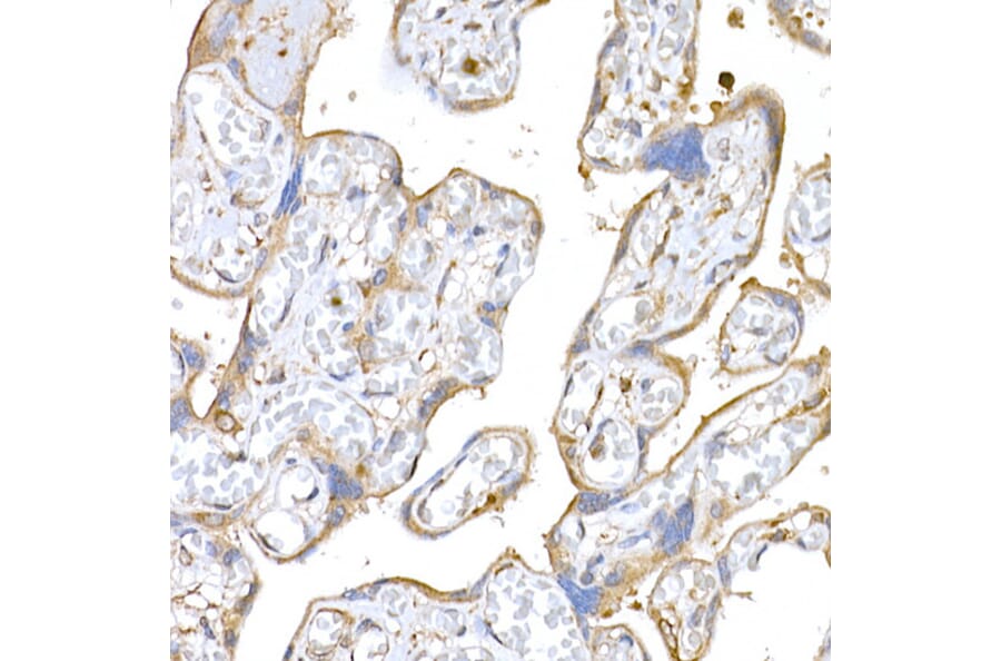 Immunohistochemistry - Anti-MAGED1/NRAGE Antibody (A13138) - Antibodies.com